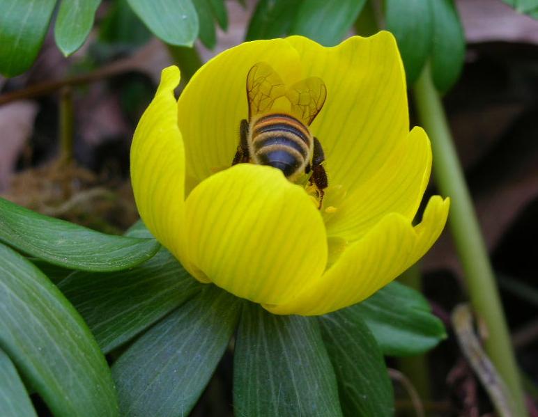 Eranthis hyemalis / Pie'' di gallo